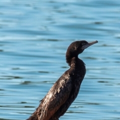 Phalacrocorax sulcirostris (Little Black Cormorant) at Drouin, VIC - 19 Mar 2024 by Petesteamer