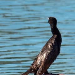 Phalacrocorax sulcirostris at Drouin, VIC - 19 Mar 2024 08:37 AM