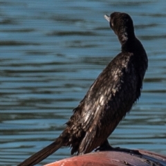 Phalacrocorax sulcirostris at Drouin, VIC - 19 Mar 2024