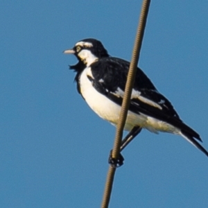 Grallina cyanoleuca at Drouin, VIC - 19 Mar 2024 08:38 AM