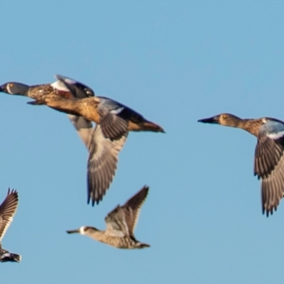 Spatula rhynchotis (Australasian Shoveler) at Drouin, VIC - 19 Mar 2024 by Petesteamer