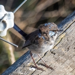 Malurus cyaneus (Superb Fairywren) at Drouin, VIC - 18 Mar 2024 by Petesteamer