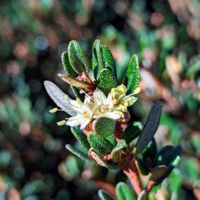 Phebalium squamulosum subsp. ozothamnoides (Alpine Phebalium, Scaly Phebalium) at Kosciuszko National Park - 18 Mar 2024 by HelenCross