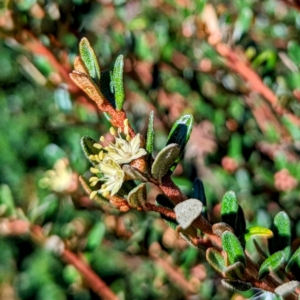 Phebalium squamulosum subsp. ozothamnoides at Kosciuszko National Park - 19 Mar 2024