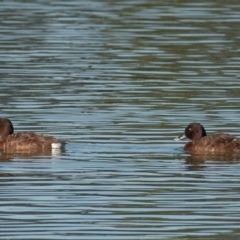 Aythya australis (Hardhead) at Drouin, VIC - 18 Mar 2024 by Petesteamer