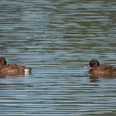 Aythya australis (Hardhead) at Drouin, VIC - 19 Mar 2024 by Petesteamer