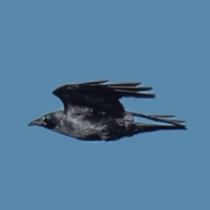 Corvus mellori at Drouin, VIC - 19 Mar 2024 08:25 AM