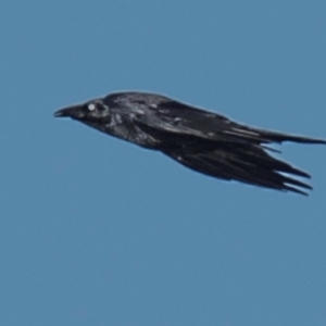 Corvus mellori at Drouin, VIC - 19 Mar 2024