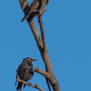 Sturnus vulgaris at Drouin, VIC - 19 Mar 2024