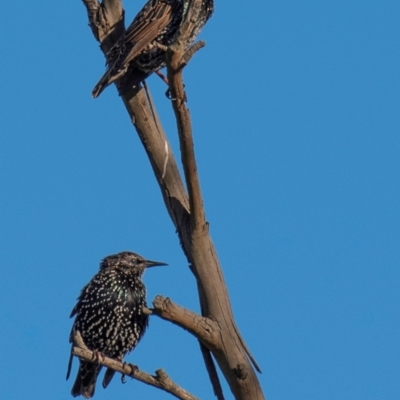 Sturnus vulgaris (Common Starling) at Drouin, VIC - 18 Mar 2024 by Petesteamer