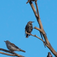 Sturnus vulgaris at Drouin, VIC - 19 Mar 2024