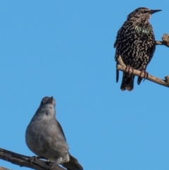 Sturnus vulgaris at Drouin, VIC - 19 Mar 2024