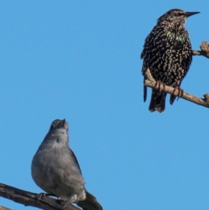 Sturnus vulgaris at Drouin, VIC - 19 Mar 2024