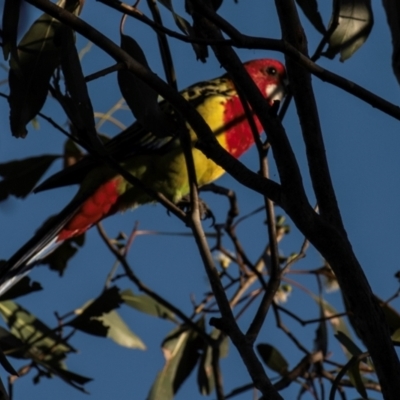 Platycercus eximius (Eastern Rosella) at Drouin, VIC - 19 Mar 2024 by Petesteamer