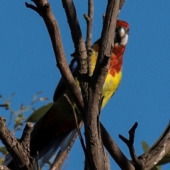 Platycercus eximius at Drouin, VIC - 19 Mar 2024 07:28 AM