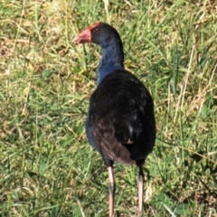 Porphyrio melanotus (Australasian Swamphen) at Drouin, VIC - 18 Mar 2024 by Petesteamer