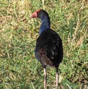 Porphyrio melanotus at Drouin, VIC - 19 Mar 2024