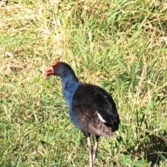 Porphyrio melanotus at Drouin, VIC - 19 Mar 2024