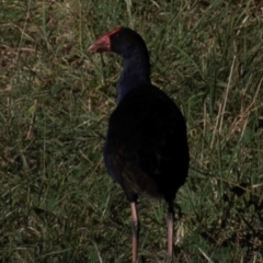 Porphyrio melanotus at Drouin, VIC - 19 Mar 2024