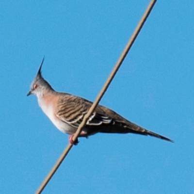 Ocyphaps lophotes (Crested Pigeon) at Drouin, VIC - 19 Mar 2024 by Petesteamer