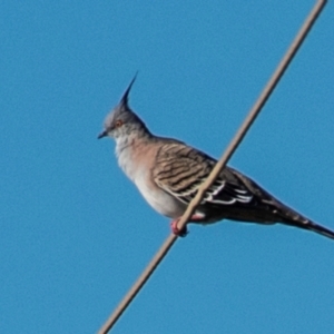 Ocyphaps lophotes at Drouin, VIC - 19 Mar 2024