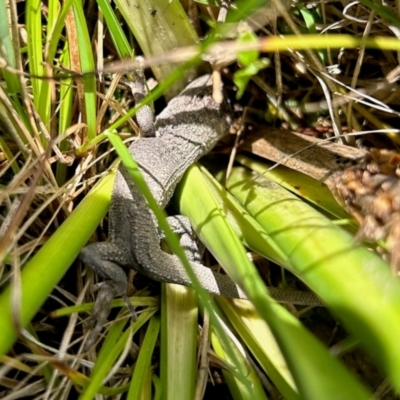 Amphibolurus muricatus (Jacky Lizard) at Mongarlowe River - 19 Mar 2024 by LisaH