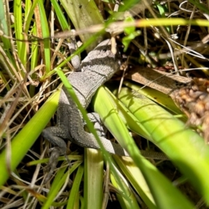 Amphibolurus muricatus (Jacky Lizard) at suppressed by LisaH
