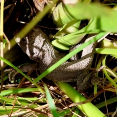 Amphibolurus muricatus at QPRC LGA - suppressed