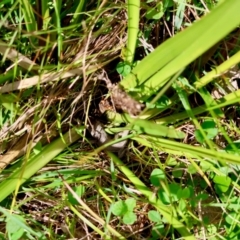 Amphibolurus muricatus at QPRC LGA - suppressed