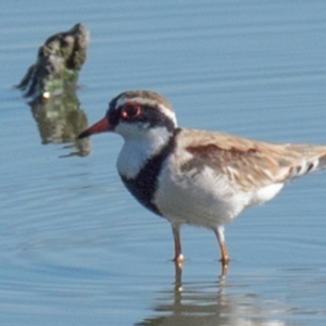 Charadrius melanops at Drouin, VIC - 19 Mar 2024 09:06 AM