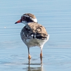 Charadrius melanops at Drouin, VIC - 19 Mar 2024 09:06 AM