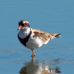 Charadrius melanops at Drouin, VIC - 19 Mar 2024 09:06 AM