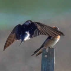 Hirundo neoxena (Welcome Swallow) at Drouin, VIC - 19 Mar 2024 by Petesteamer