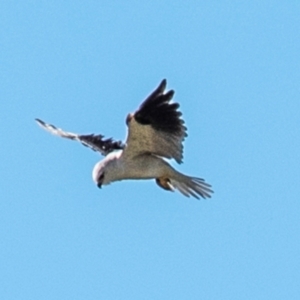 Elanus axillaris at Drouin, VIC - 19 Mar 2024 09:20 AM