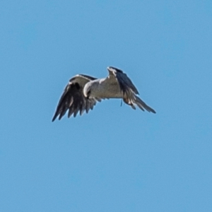 Elanus axillaris at Drouin, VIC - 19 Mar 2024 09:20 AM