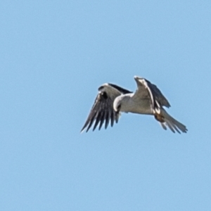 Elanus axillaris at Drouin, VIC - 19 Mar 2024 09:20 AM