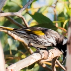 Phylidonyris novaehollandiae (New Holland Honeyeater) at Drouin, VIC - 19 Mar 2024 by Petesteamer