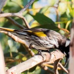 Phylidonyris novaehollandiae at Drouin, VIC - 19 Mar 2024