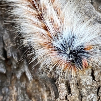 Anthela varia (Hairy Mary) at Kenny, ACT - 12 Mar 2024 by RAllen