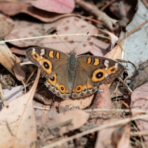 Junonia villida at Cantor Crescent Woodland, Higgins - 18 Mar 2024