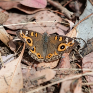Junonia villida (Meadow Argus) at Cantor Crescent Woodland by Untidy