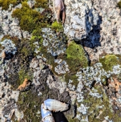 Euastacus sp. (genus) (Spiny crayfish) at Kosciuszko National Park - 18 Mar 2024 by HelenCross