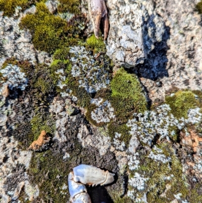 Euastacus sp. (genus) (Spiny crayfish) at Geehi, NSW - 18 Mar 2024 by HelenCross