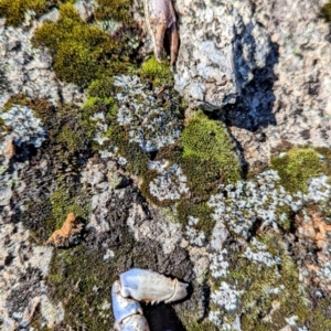 Euastacus sp. (genus) at Kosciuszko National Park - 19 Mar 2024