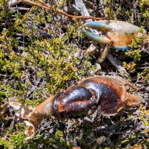 Euastacus sp. (genus) at Kosciuszko National Park - 19 Mar 2024