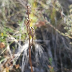 Thelymitra sp. at Point 5821 - 19 Mar 2024