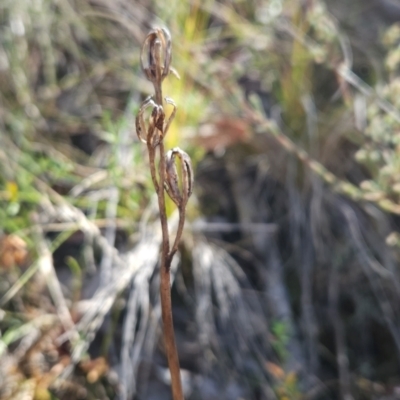 Thelymitra sp. (A Sun Orchid) at Point 5822 - 19 Mar 2024 by BethanyDunne