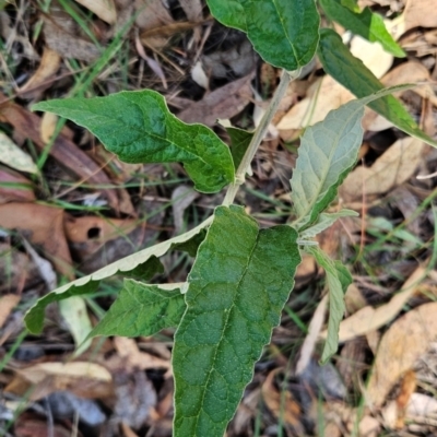 Olearia lirata (Snowy Daisybush) at Acton, ACT - 19 Mar 2024 by BethanyDunne