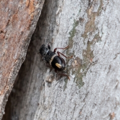 Lemidia accincta (Clerid beetle) at Cantor Crescent Woodland - 18 Mar 2024 by Untidy