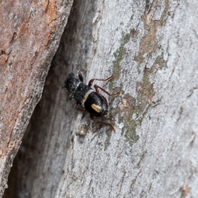 Lemidia accincta (Clerid beetle) at Cantor Crescent Woodland - 18 Mar 2024 by Untidy